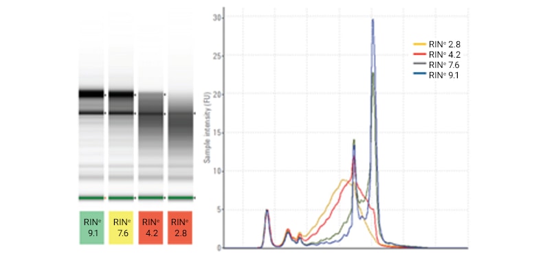 Rat Total RNA Samples on the TapeStation